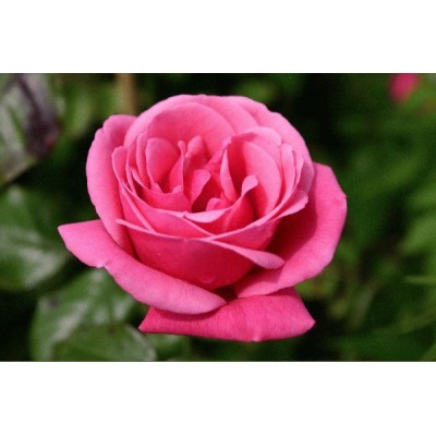 Climbing Rose Pink Perpetue Climbing Rose Pink Perpetue